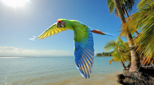 Costa Rica parrot beach